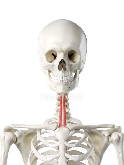 Human skeleton with red colored Sternohyoid muscle, computer illustration. — Stock Photo