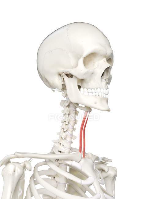 Squelette humain avec muscle stérénohyoïde de couleur rouge, illustration informatique . — Photo de stock