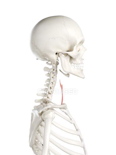Esqueleto humano com o músculo Sternothyroid colorido vermelho, ilustração do computador . — Fotografia de Stock
