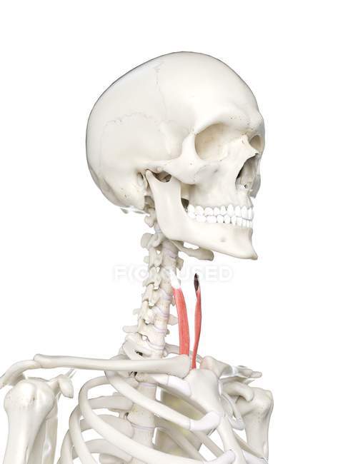 Людський скелет з м'язами червоного кольору, комп'ютерна ілюстрація . — стокове фото
