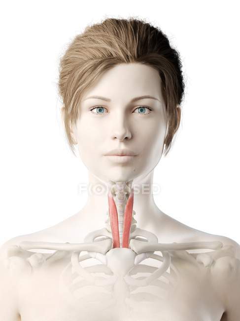 Modello di corpo femminile con muscolo Sternotiroideo di colore rosso, illustrazione al computer . — Foto stock