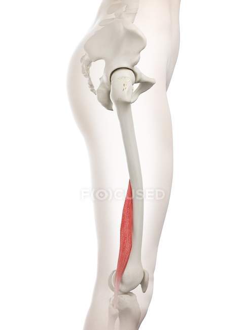 Modelo de cuerpo femenino con el músculo femoral bíceps corto de color rojo, ilustración por ordenador . - foto de stock