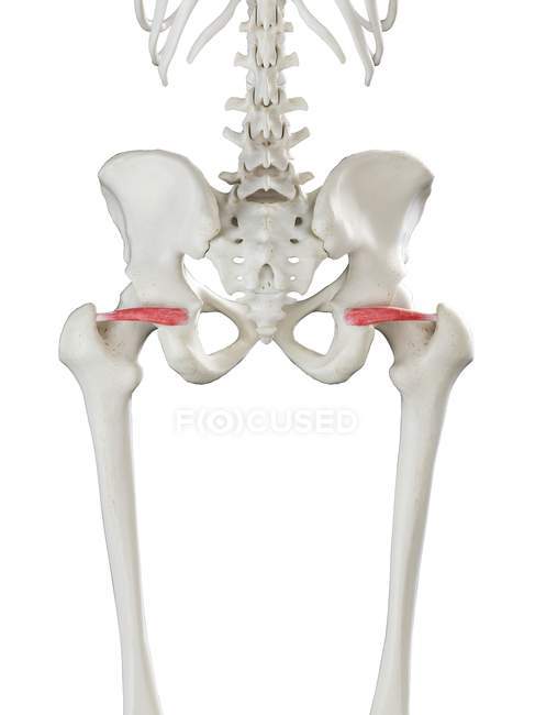Человеческий скелет с красным цветом верхних конечностей мышцы, компьютерная иллюстрация
. — стоковое фото