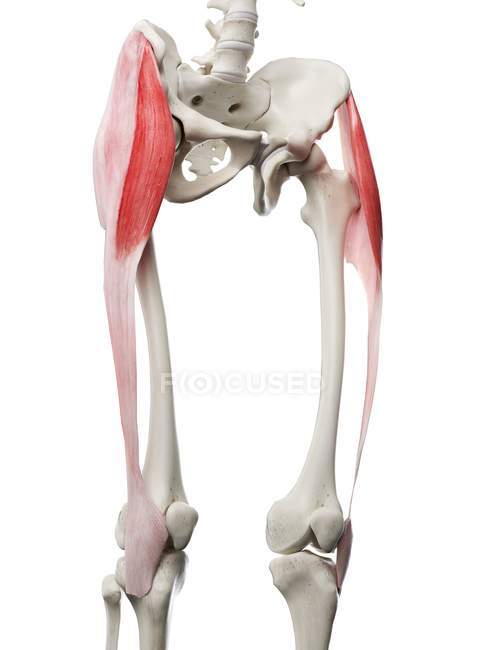 Скелет людини з червоним кольором Tensor fascia muscle, комп'ютерна ілюстрація . — стокове фото