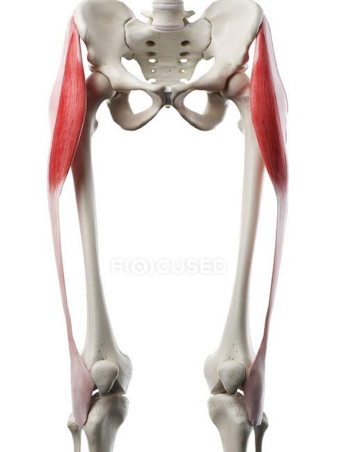 Esqueleto humano con músculo Tensor fascia lata de color rojo, ilustración por ordenador . - foto de stock