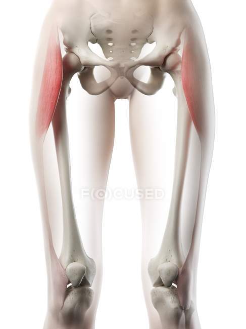 Female body model with red colored Tensor fascia lata muscle, computer illustration. — Stock Photo