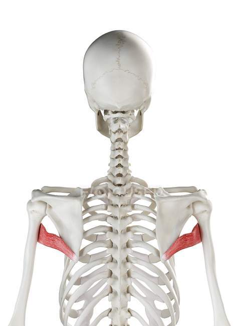 Esqueleto humano con Teres de color rojo músculo mayor, ilustración por ordenador . - foto de stock
