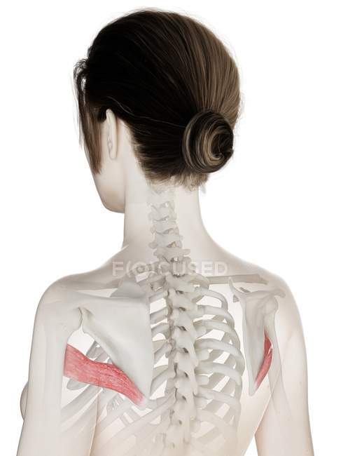 Female body model with red colored Teres major muscle, computer illustration. — Stock Photo