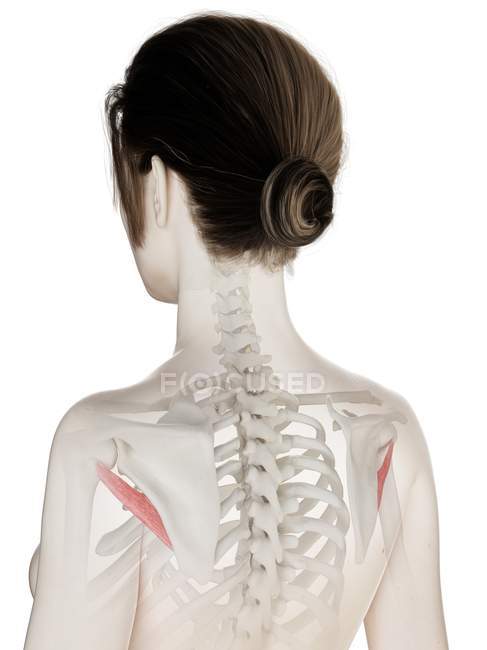 Modello di corpo femminile con colore rosso Teres muscolo minore, illustrazione al computer . — Foto stock