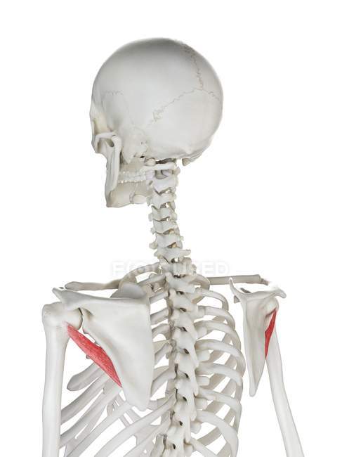 Esqueleto humano con Teres rojo de color menor músculo, ilustración por ordenador . - foto de stock
