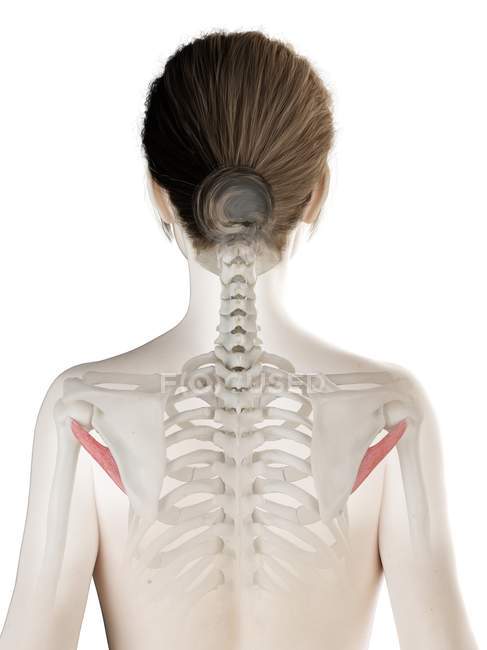 Модель женского тела с мелкими мышцами тереса красного цвета, компьютерная иллюстрация . — стоковое фото
