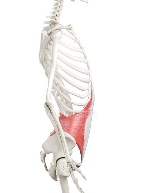 Menschliches Skelett mit rot gefärbtem Transversus-Bauchmuskel, Computerillustration. — Stockfoto