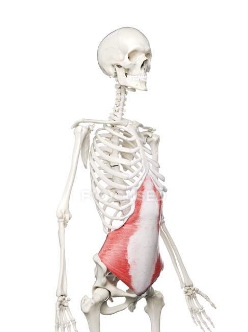 Esqueleto humano con músculo abdominal Transversus de color rojo, ilustración por computadora . - foto de stock