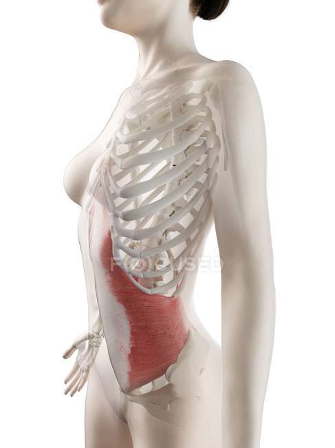 Weibliches Körpermodell mit rot gefärbtem Transversus-Bauchmuskel, Computerillustration. — Stockfoto