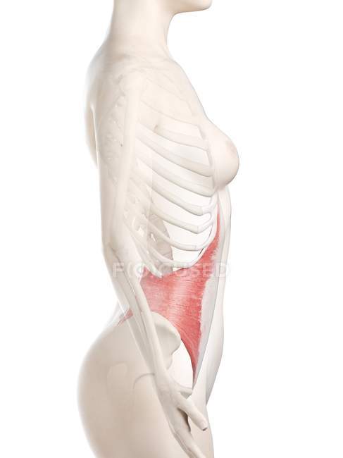 Modèle de corps féminin avec muscle abdominal Transversus de couleur rouge, illustration ordinateur . — Photo de stock