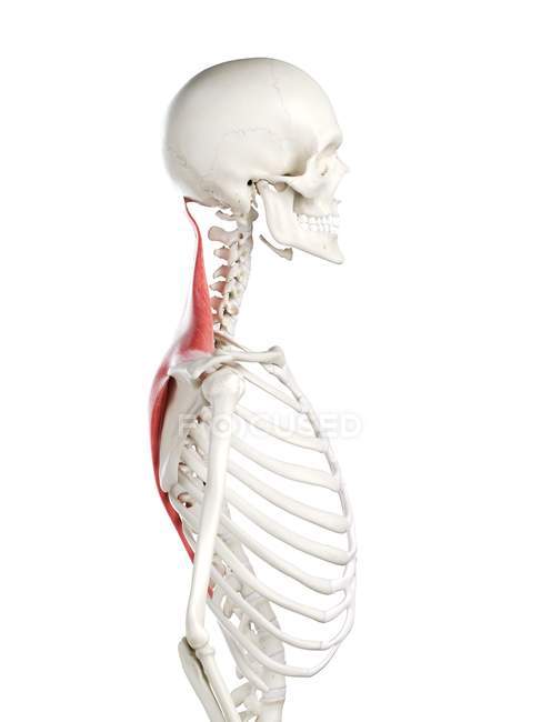 Esqueleto humano con músculo Trapezius de color rojo, ilustración por computadora . - foto de stock