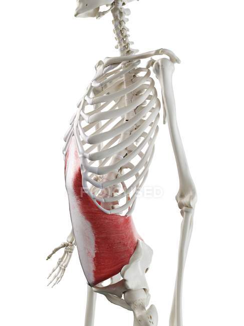 Human skeleton with red colored Transversus abdominis muscle, computer illustration. — Stock Photo