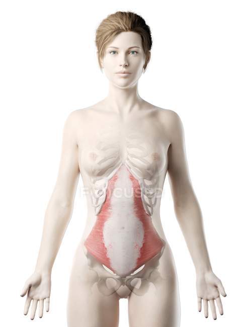 Модель женского тела с красным цветом Transversus брюшной мышцы, компьютерная иллюстрация . — стоковое фото