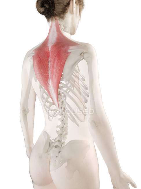 Modelo de cuerpo femenino con músculo Trapezius de color rojo, ilustración por computadora . - foto de stock