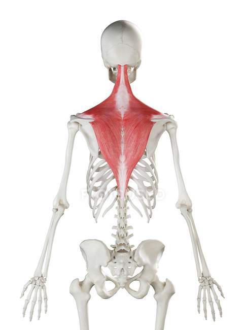 Людський скелет з м'язами трапеції червоного кольору, комп'ютерна ілюстрація . — стокове фото