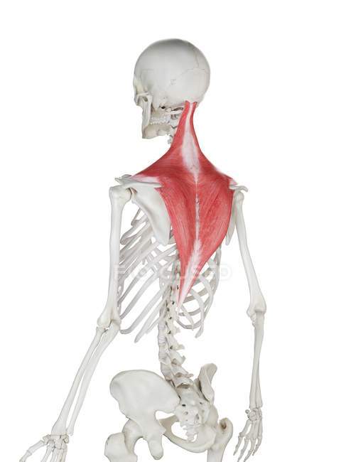 Menschliches Skelett mit rot gefärbtem Trapezmuskel, Computerillustration. — Stockfoto