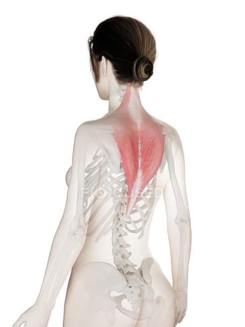 Weibliches Körpermodell mit rot gefärbtem Trapezmuskel, Computerillustration. — Stockfoto