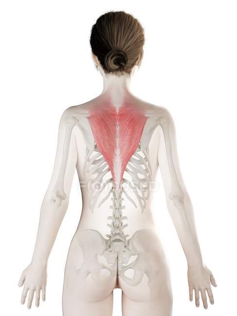 Modelo de cuerpo femenino con músculo Trapezius de color rojo, ilustración por computadora . - foto de stock