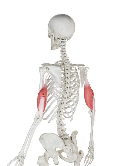 Human skeleton with red colored Triceps muscle, computer illustration. — Stock Photo
