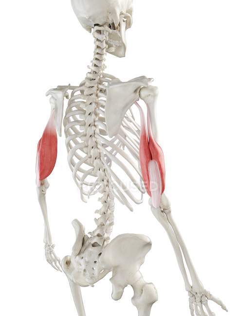 Esqueleto humano con tríceps de color rojo, ilustración por ordenador
. - foto de stock