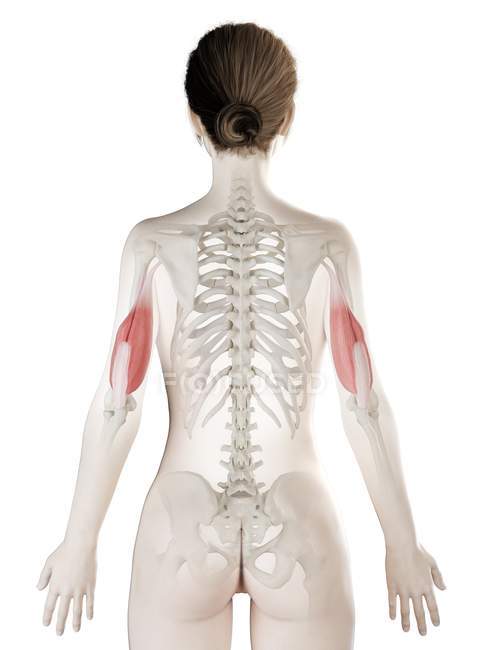 Modelo de cuerpo femenino con tríceps de color rojo, ilustración por ordenador . - foto de stock