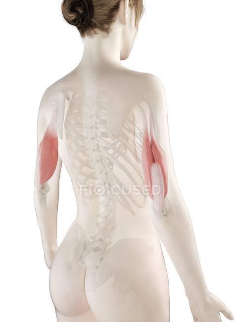 Модель женского тела с красным цветом Трицепс мышцы, компьютерная иллюстрация . — стоковое фото
