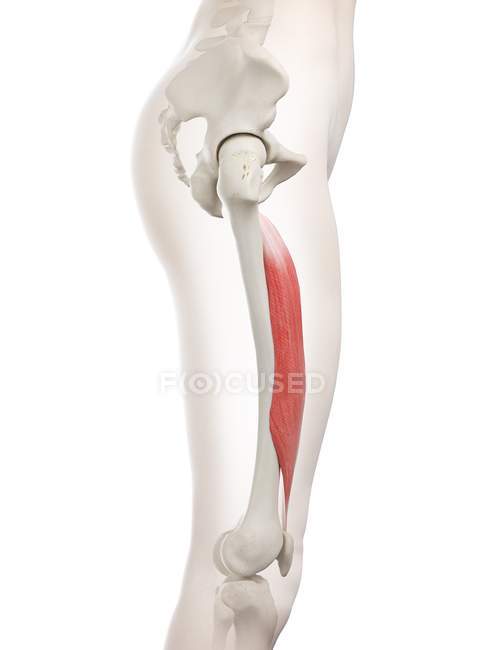 Female body model with red colored Vastus intermedius muscle, computer illustration. — Stock Photo
