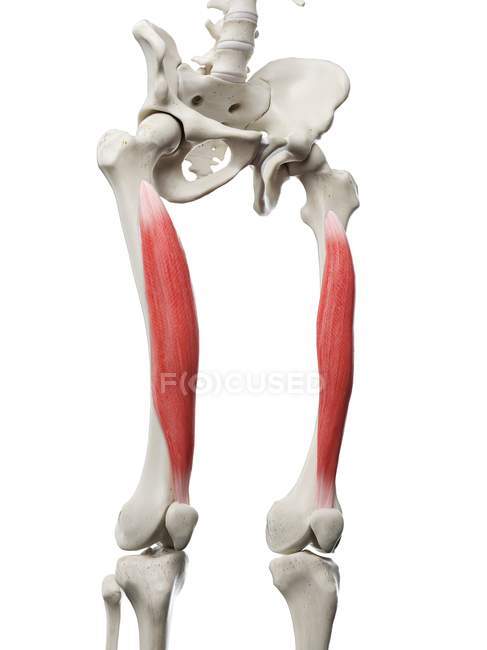 Menschliches Skelett mit rot gefärbtem Vastus intermedius Muskel, Computerillustration. — Stockfoto