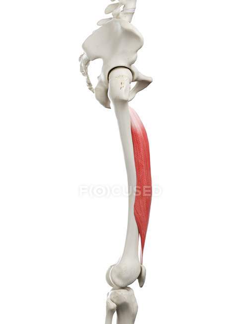 Human skeleton with red colored Vastus intermedius muscle, computer illustration. — Stock Photo