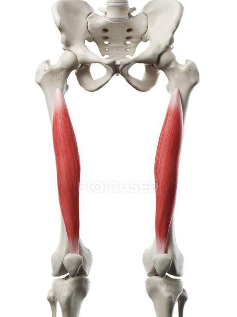 Human skeleton with red colored Vastus intermedius muscle, computer illustration. — Stock Photo