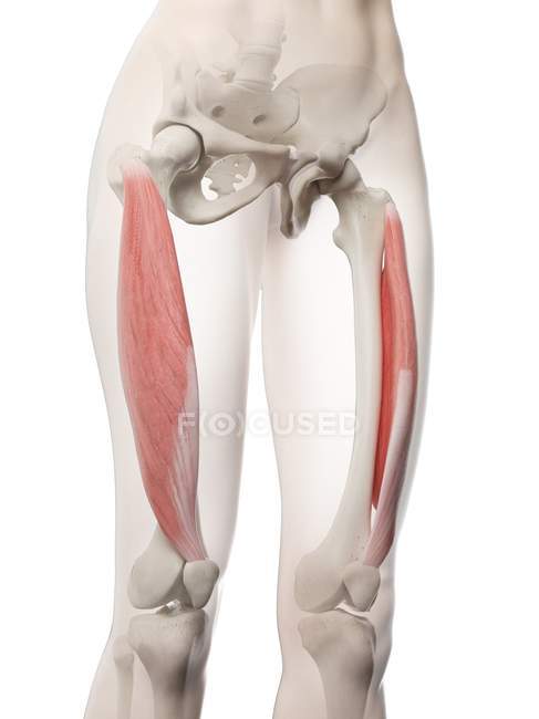 Female body model with red colored Vastus lateralis muscle, computer illustration. — Stock Photo