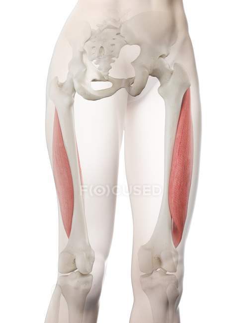 Modèle de corps féminin avec muscle Vastus lateralis de couleur rouge, illustration par ordinateur . — Photo de stock