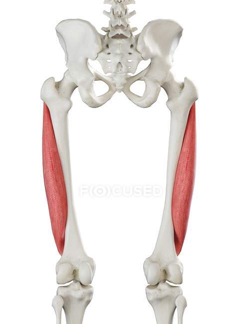 Esqueleto humano con músculo Vastus lateralis de color rojo, ilustración por ordenador . - foto de stock