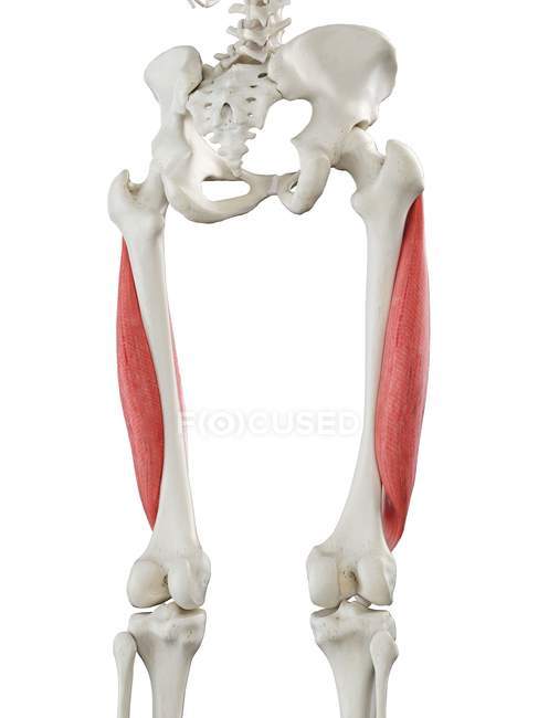 Squelette humain avec muscle Vastus lateralis de couleur rouge, illustration d'ordinateur . — Photo de stock