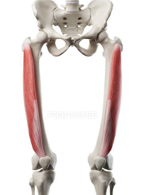 Human skeleton with red colored Vastus lateralis muscle, computer illustration. — Stock Photo