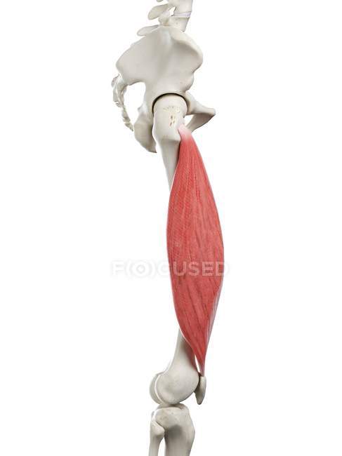 Menschliches Skelett mit rot gefärbtem Muskel vastus lateralis, Computerillustration. — Stockfoto