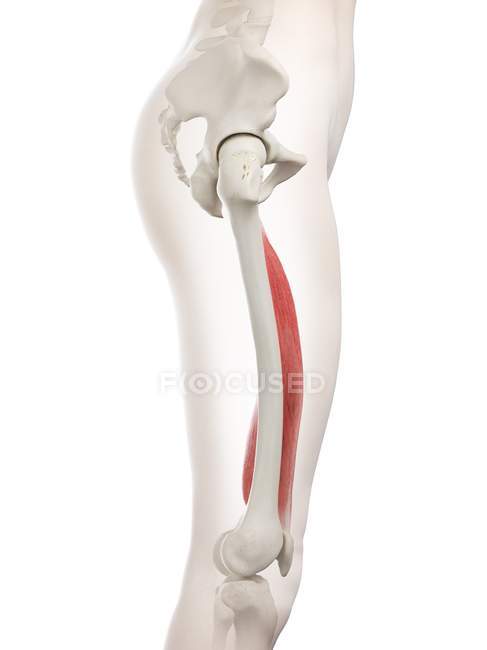 Female body model with red colored Vastus medialis muscle, computer illustration. — Stock Photo
