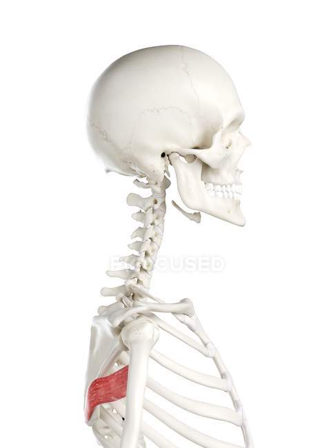 Esqueleto humano con Teres de color rojo músculo mayor, ilustración por ordenador . - foto de stock