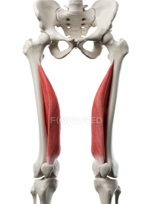 Esqueleto humano con músculo Vastus medialis de color rojo, ilustración por computadora . - foto de stock