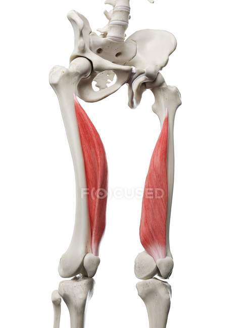 Squelette humain avec muscle Vastus medialis de couleur rouge, illustration informatique
. — Photo de stock