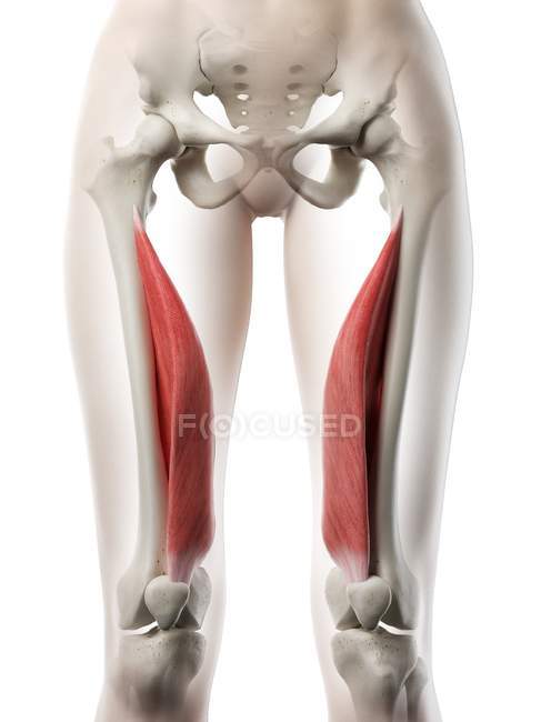 Female body model with red colored Vastus medialis muscle, computer illustration. — Stock Photo