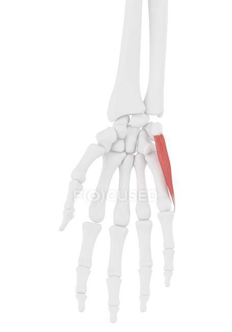 Menschliches Skelett mit rot gefärbtem Abductor digiti minimi Muskel, Computerillustration. — Stockfoto