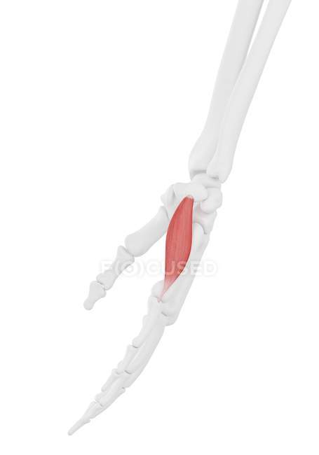 Esqueleto humano con color rojo abductor digiti minimi músculo, ilustración de la computadora . - foto de stock