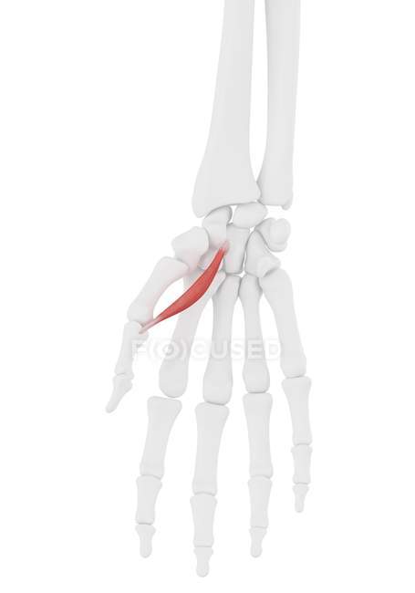 Human skeleton with red colored Abductor flexor pollicis brevis muscle, computer illustration. — Stock Photo