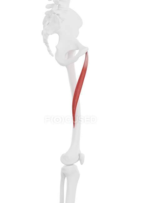 Human skeleton with red colored Adductor longus muscle, computer illustration. — Stock Photo